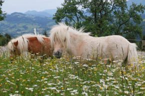 Bio Bauernhof - Mini Shetland Ponyhof 